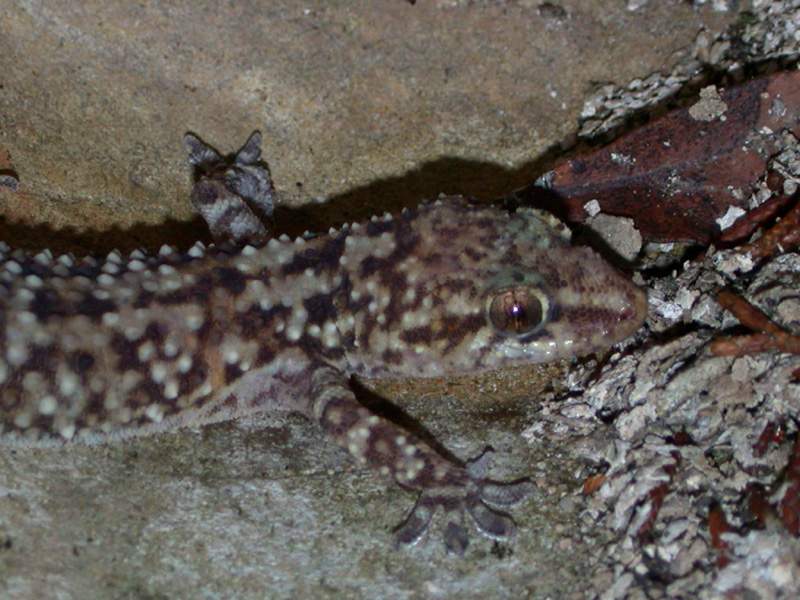 Hemidactylus turcicus Emidattilo verucoso